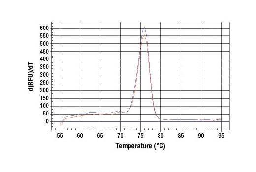 SimpleChIP ®  Human IFN-gamma Promoter Primers