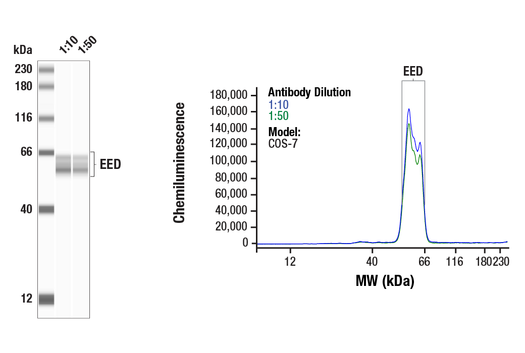 EED (E4L6E) XP ®  Rabbit mAb