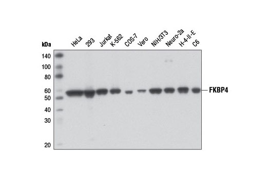 FKBP4 Antibody