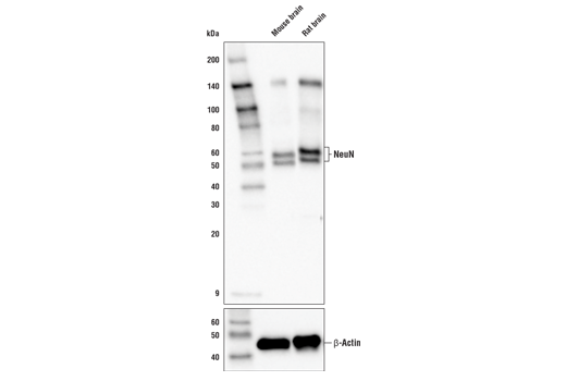 NeuN (E4M5P) Mouse mAb