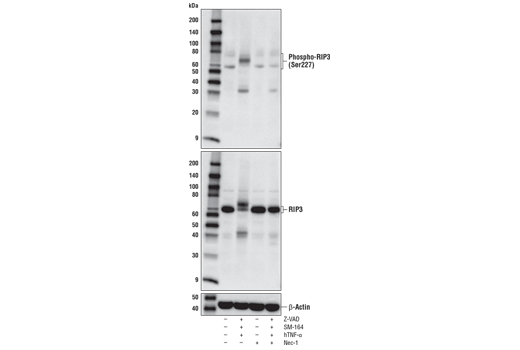 Necroptosis Antibody Sampler Kit