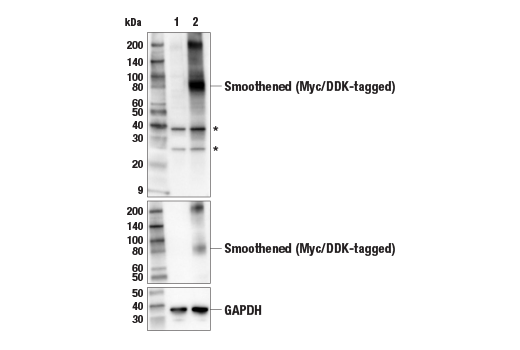 Hedgehog Signaling Antibody Sampler Kit