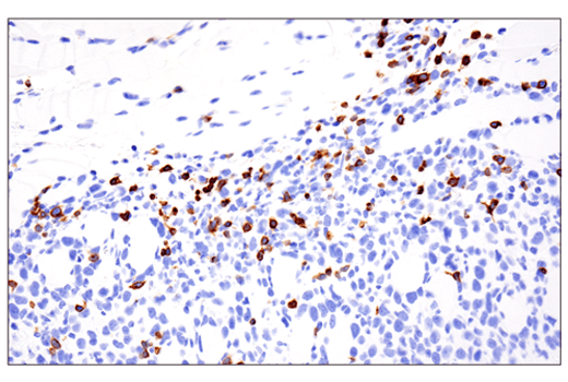 Mouse Immune Cell Phenotyping IHC Antibody Sampler Kit