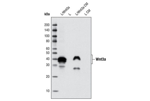 Wnt Signaling Antibody Sampler Kit