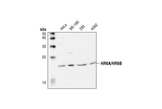 HR6A/HR6B Antibody