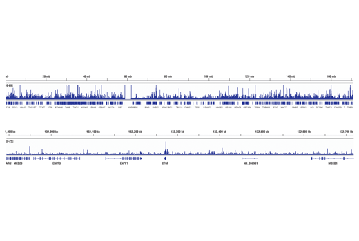 Hippo Pathway: Upstream Signaling Antibody Sampler Kit