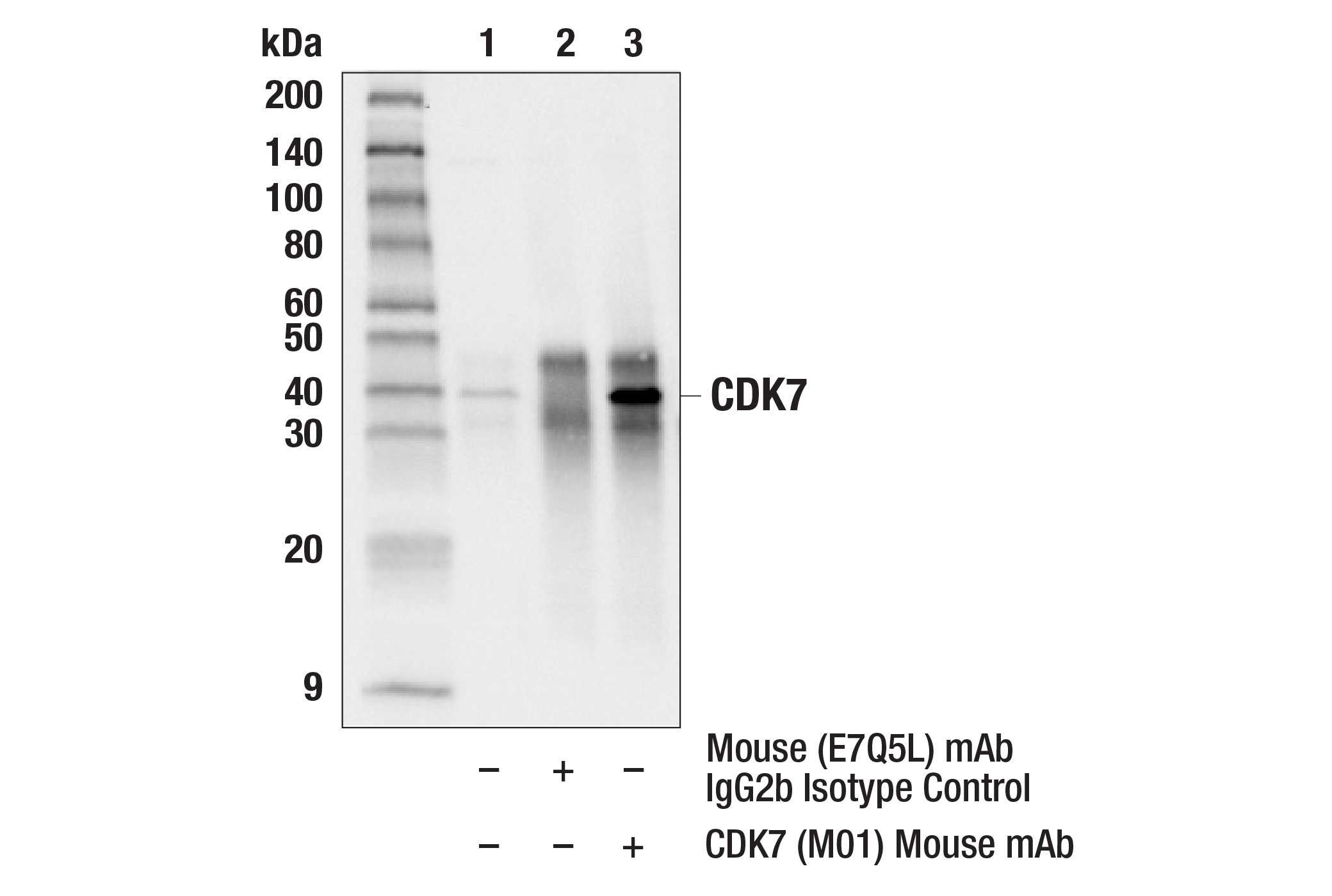 CDK Antibody Sampler Kit