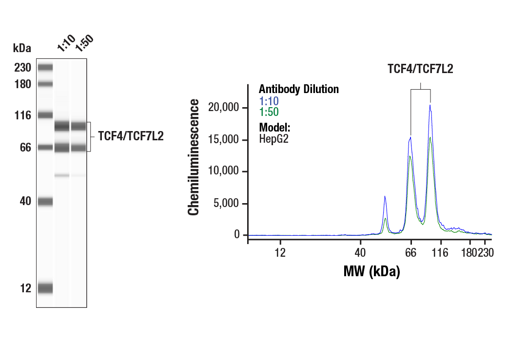 TCF4/TCF7L2 (C48H11) Rabbit mAb