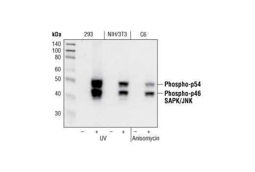 Phospho-MAPK Family Antibody Sampler Kit