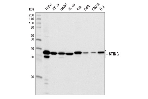 Human-Reactive STING Pathway Antibody Sampler Kit