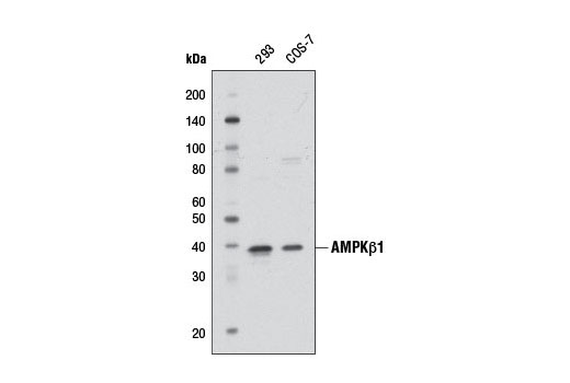 AMPKbeta1 Antibody