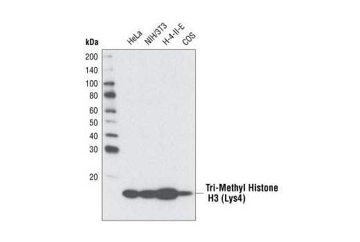 Tri-Methyl-Histone H3 (Lys4) (C42D8) Rabbit mAb