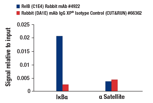 NF-kappaB Family Member Antibody Sampler Kit