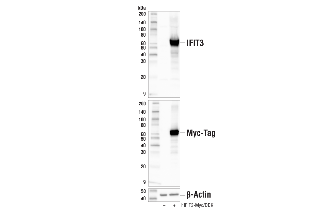 IFIT3 Antibody