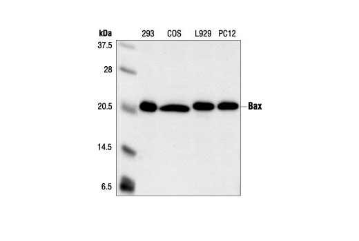 Bax Antibody