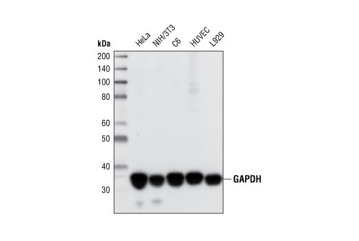 GAPDH (14C10) Rabbit mAb