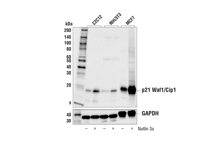p21 Waf1/Cip1 (E2R7A) Rabbit mAb