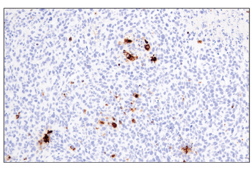 Mouse Immune Cell Phenotyping IHC Antibody Sampler Kit