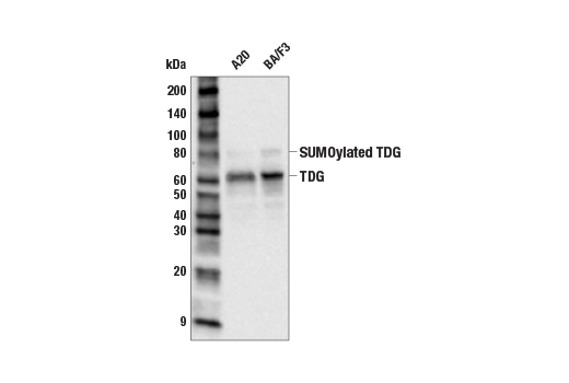 TDG (E5T5G) Rabbit mAb
