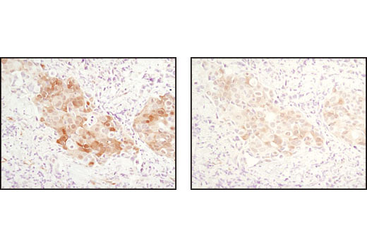 SignalStain(R) Ab    Diluent