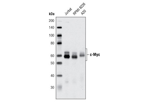 Notch Activated Targets Antibody Sampler Kit
