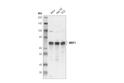 NRF1 (D9K7R) Rabbit mAb