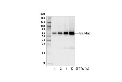 GST-Tag (26H1) Mouse mAb