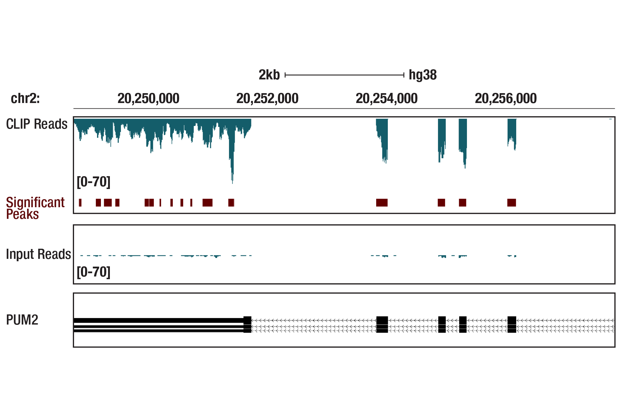 CDK Antibody Sampler Kit