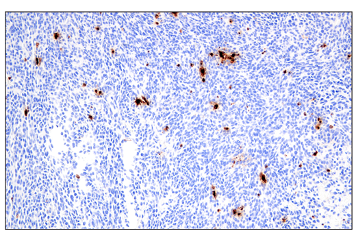 Mouse Immune Cell Phenotyping IHC Antibody Sampler Kit