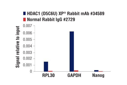 Class I HDAC Antibody Sampler Kit