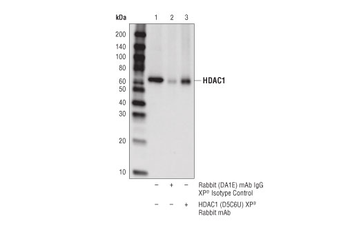 Class I HDAC Antibody Sampler Kit