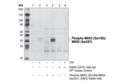 Phospho-p38 MAPK Pathway Antibody Sampler Kit