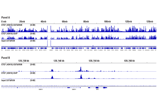 CUT&RUN pAG-MNase and Spike-In DNA