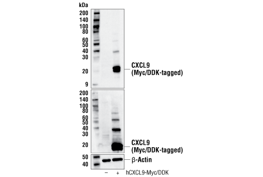 CXCL9/MIG (E7X3P) Rabbit mAb