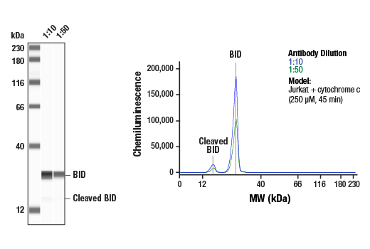 Pro-Apoptosis Bcl-2 Family Antibody Sampler Kit