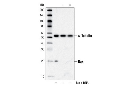 Bax Antibody