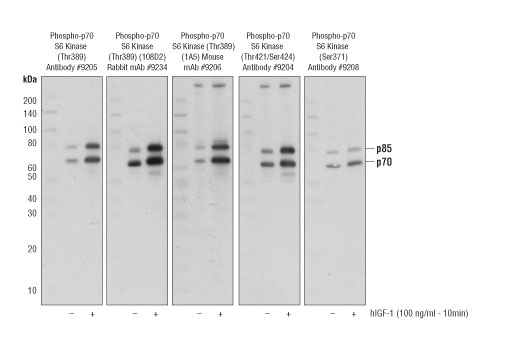 p70 S6 Kinase MCF7 Control Cell Extracts