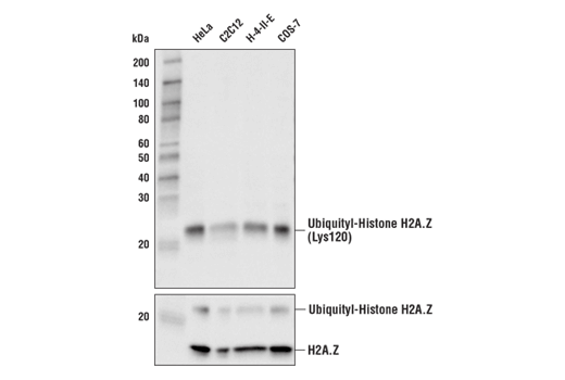 Ubiquityl-Histone H2A.Z (Lys120) (E6G7X) Rabbit mAb