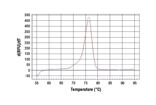 SimpleChIP ®  Rat CCRN4L Promoter Primers