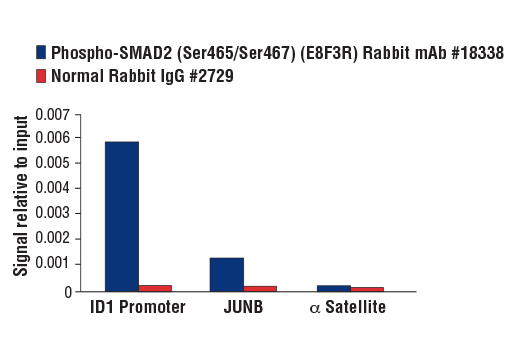 TGF-beta Fibrosis Pathway Antibody Sampler Kit