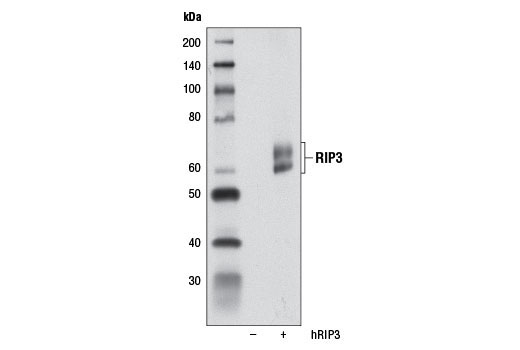 Necroptosis Antibody Sampler Kit