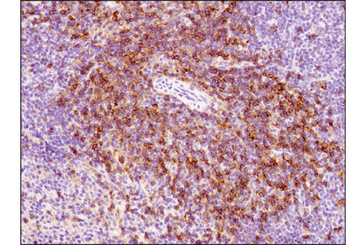 Mouse Immune Cell Phenotyping IHC Antibody Sampler Kit