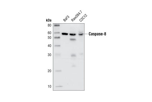 Apoptosis Antibody Sampler Kit (Mouse Preferred)