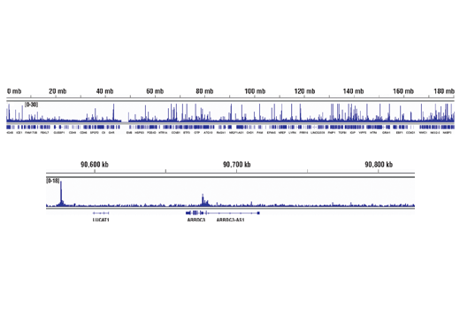 Hypoxia Pathway Antibody Sampler Kit