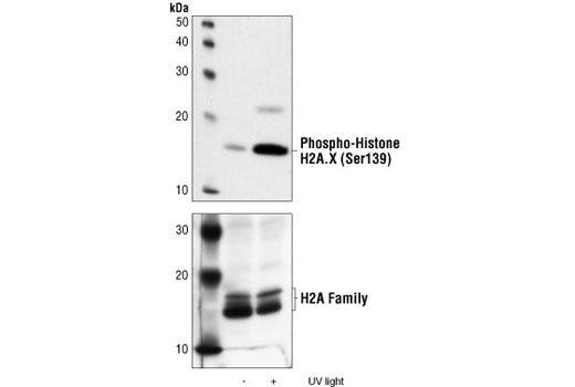 Phospho-Histone H2A.X (Ser139) Antibody