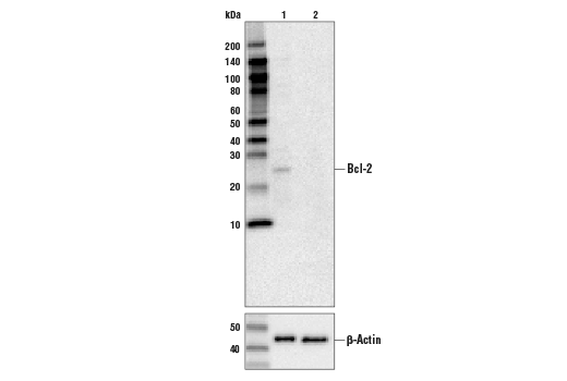 Pro-Survival Bcl-2 Family Antibody Sampler Kit II