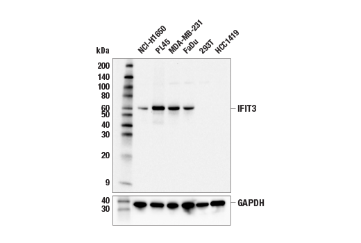 IFIT3 (E8G5Y) Rabbit mAb