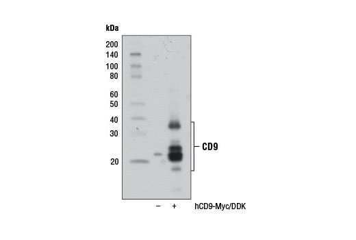 Exosomal Marker Antibody Sampler Kit