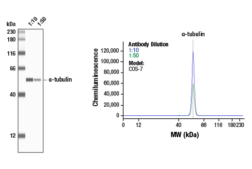 alpha-Tubulin (11H10) Rabbit mAb