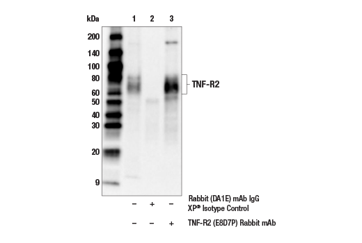 Death Receptor Antibody Sampler Kit